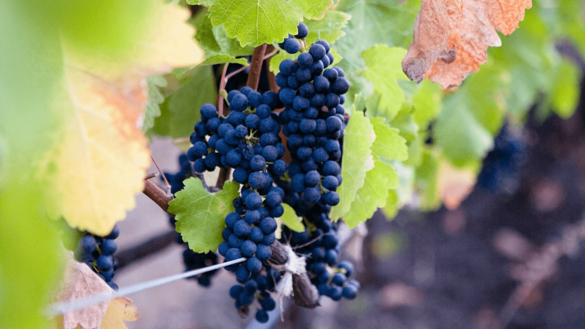 Bunches of dark blue grapes hanging on a vine surrounded by green leaves.