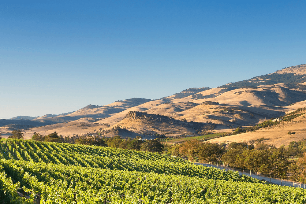 Lush vineyards stretch across rolling hills under a clear blue sky.