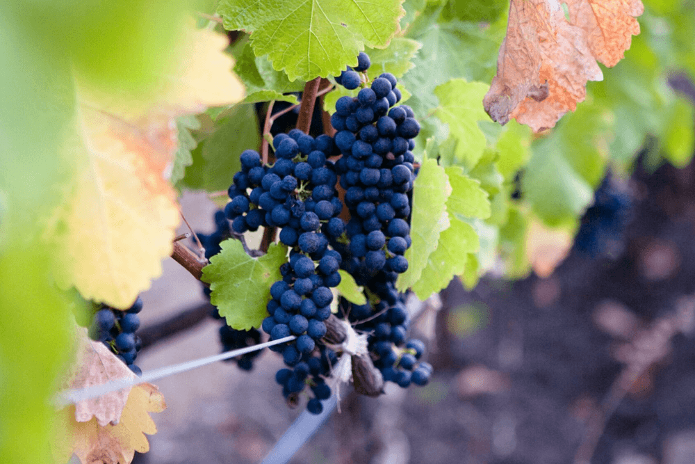 Bunches of dark grapes are surrounded by green leaves in a vineyard.