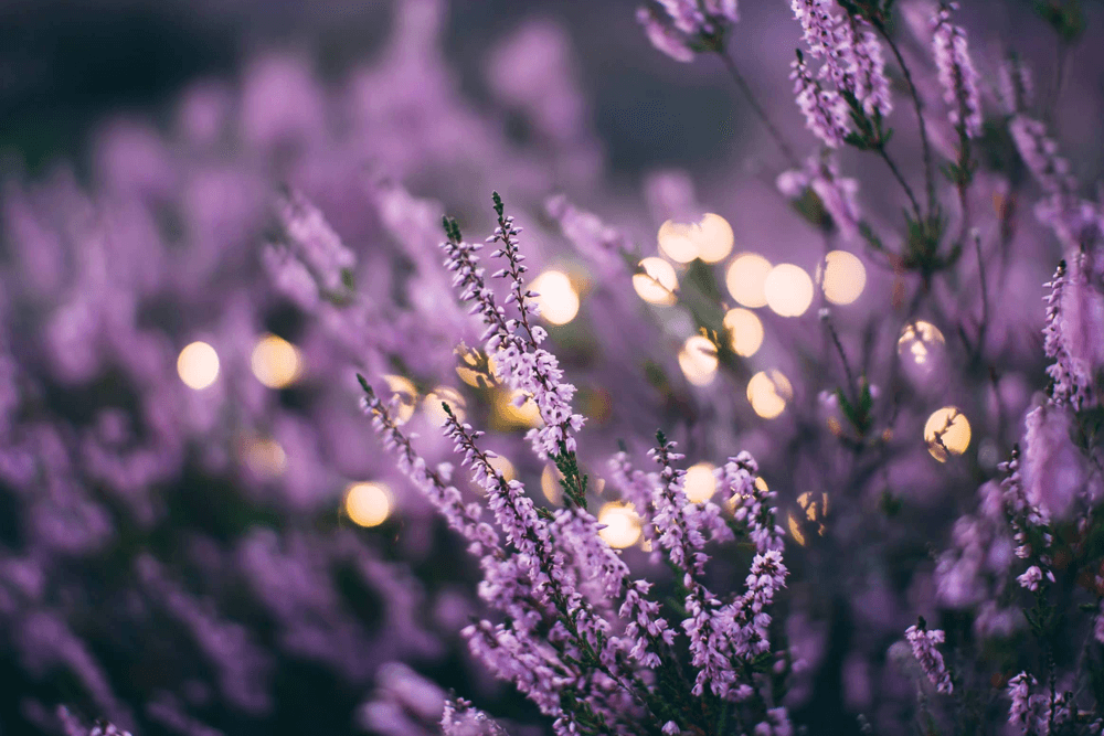 A close-up of purple flowers with soft, blurred lights in the background.