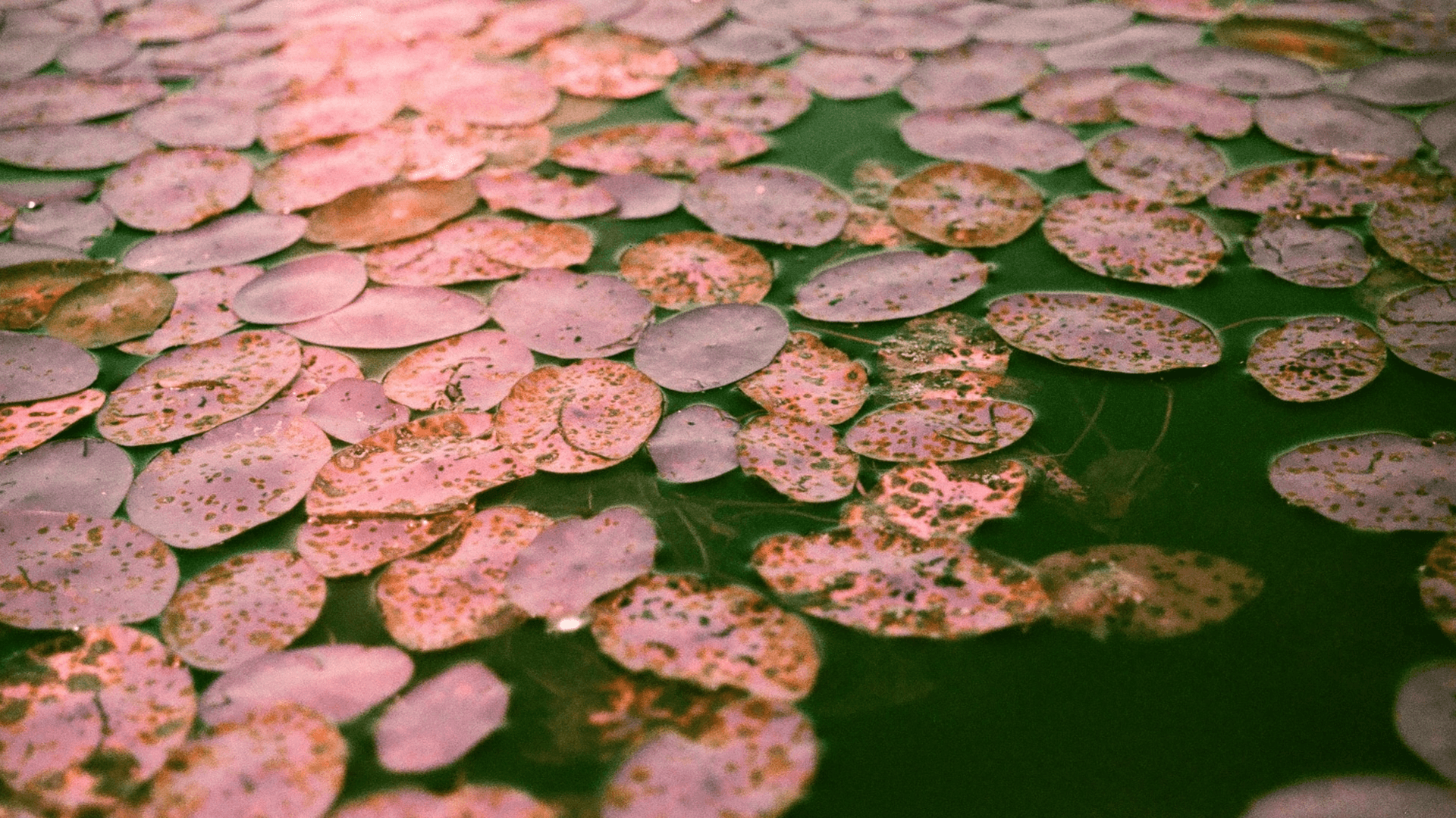 A dense spread of lily pads with hints of pink and green hues on water.